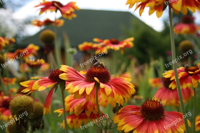 Osa Bee Insects Flower Garden