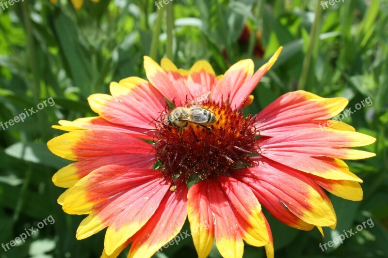 Osa Bee Flower Insects Summer