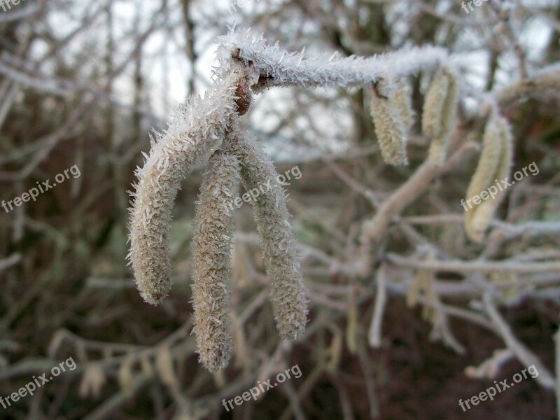 Hazel Birch Greenhouse Winter Frost Common Hazel