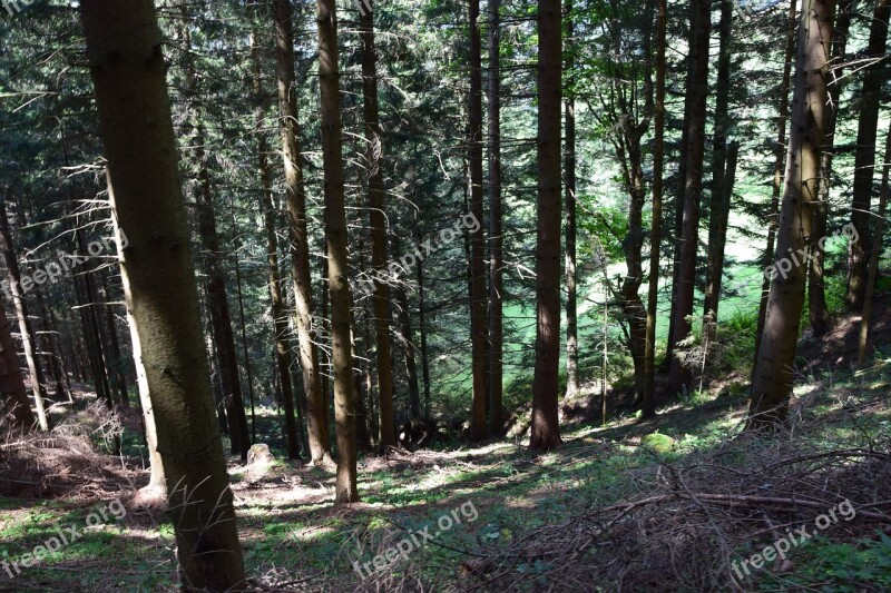 Forest Meadow Green Alm Hut