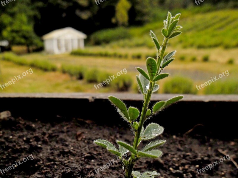 Dew Drop Grown Up Plant Free Photos