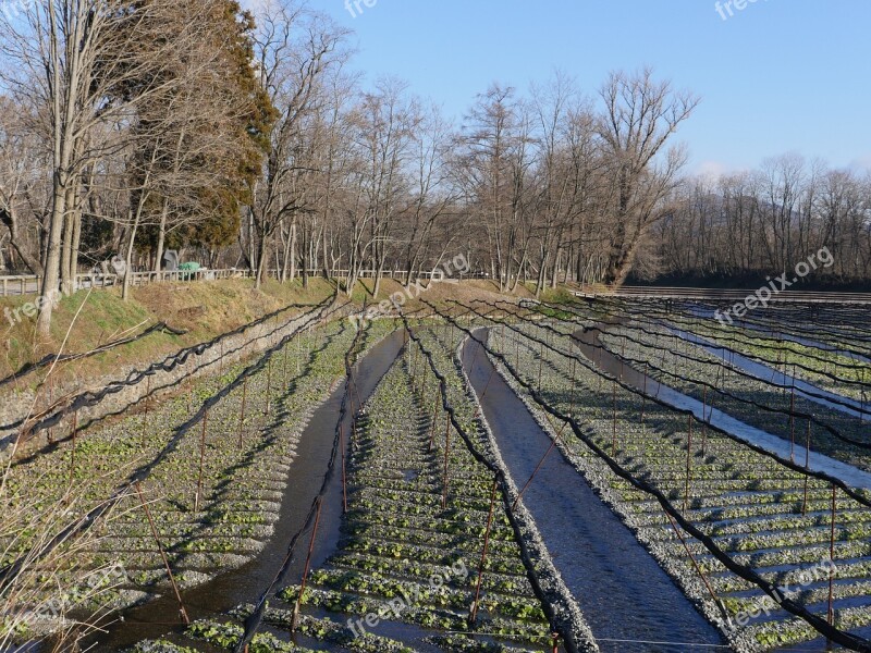 Green Farm Agriculture Nature Food