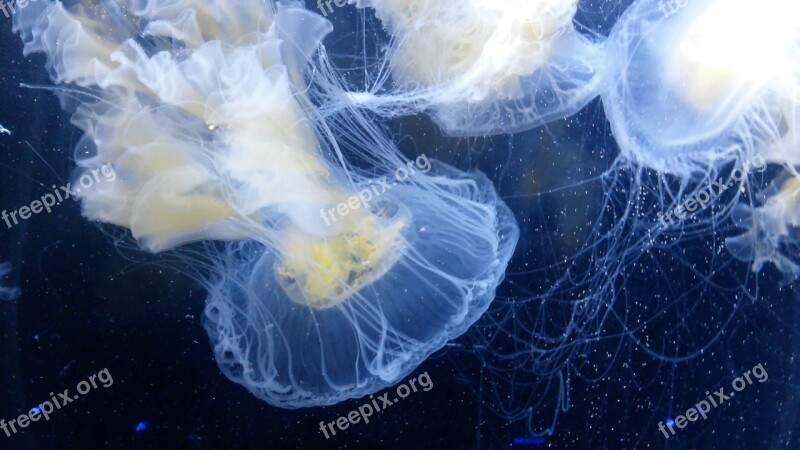 Jellyfish Sealife Sea Water Animal