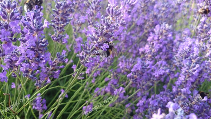 Lavender Hummel Insect Violet Nature