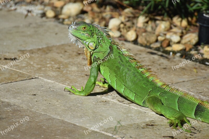 Iguana Lizard Wildlife Nature Green