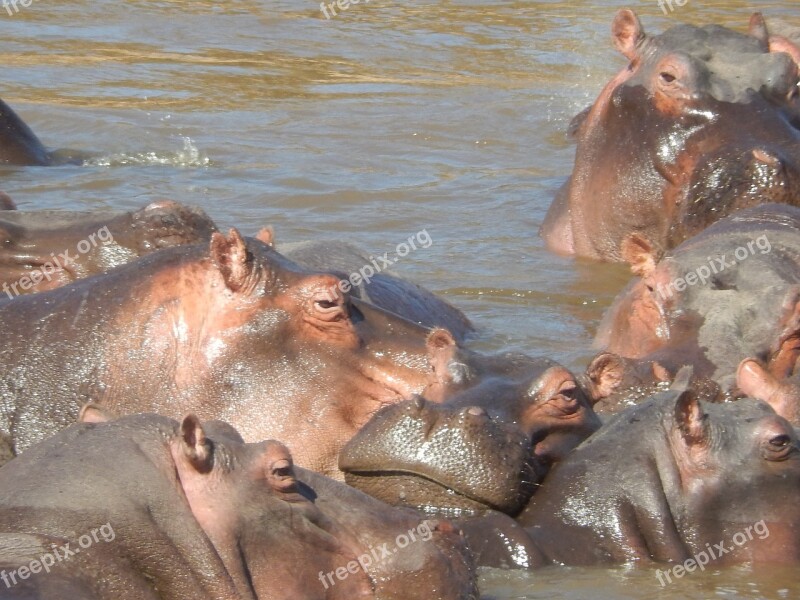 Hippos Africa Kenya Safari Animal