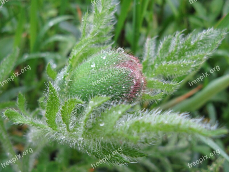 Poppy Bud Hairy Dew Green Nature Early Morning