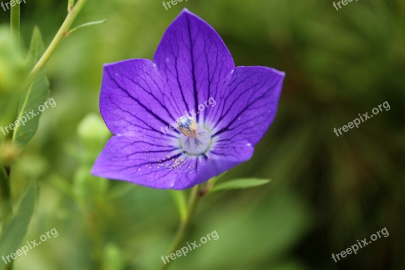 Behold Flowers Affix Plants Nature