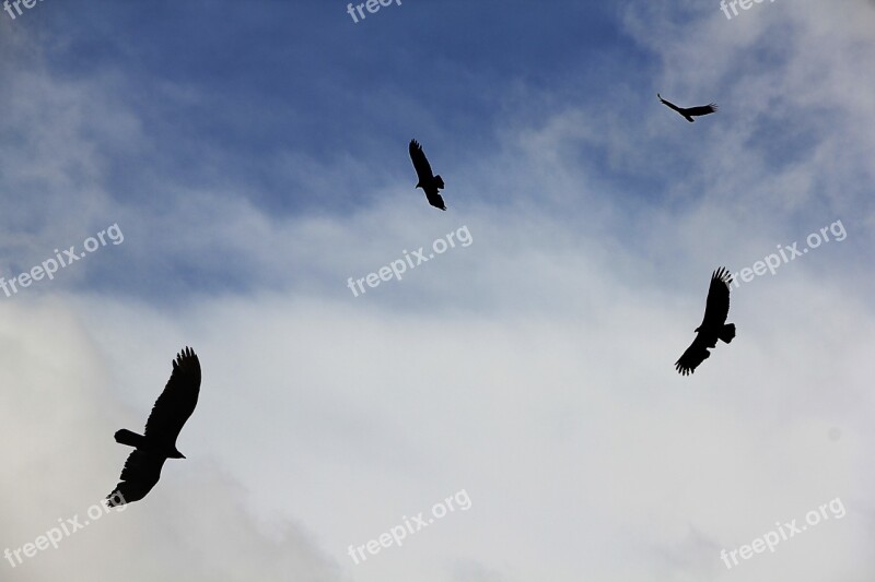 Vulture Sky Flying Wild Animal Graceful