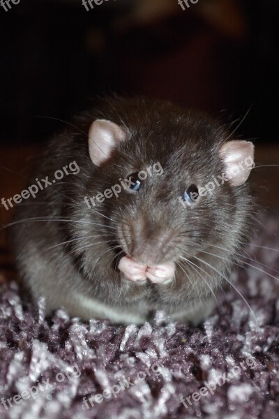 Rat Cute Eating Pet Rodent