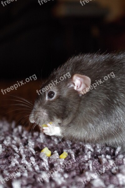 Rat Cute Eating Pet Rodent