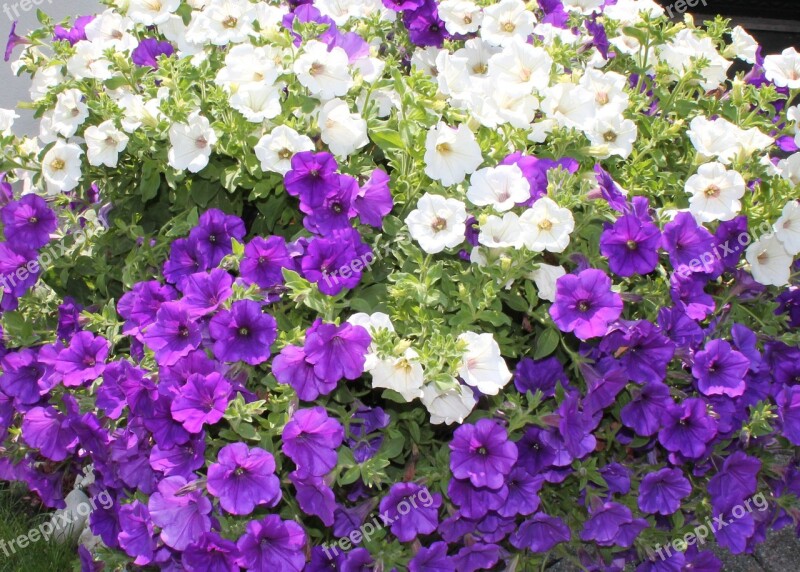 Sea Of Flowers Purple White Flowers Flora