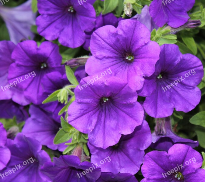 Purple Flower Flower Blossom Bloom Purple