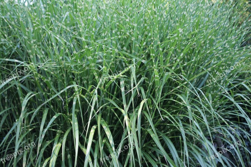 Grasses Green Grass Nature Plant