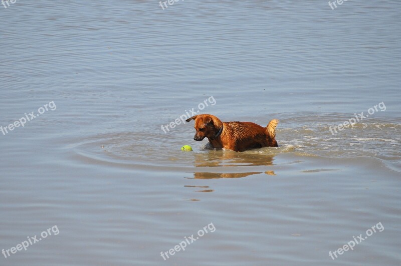 Dog Water Sea Dog Training North Sea