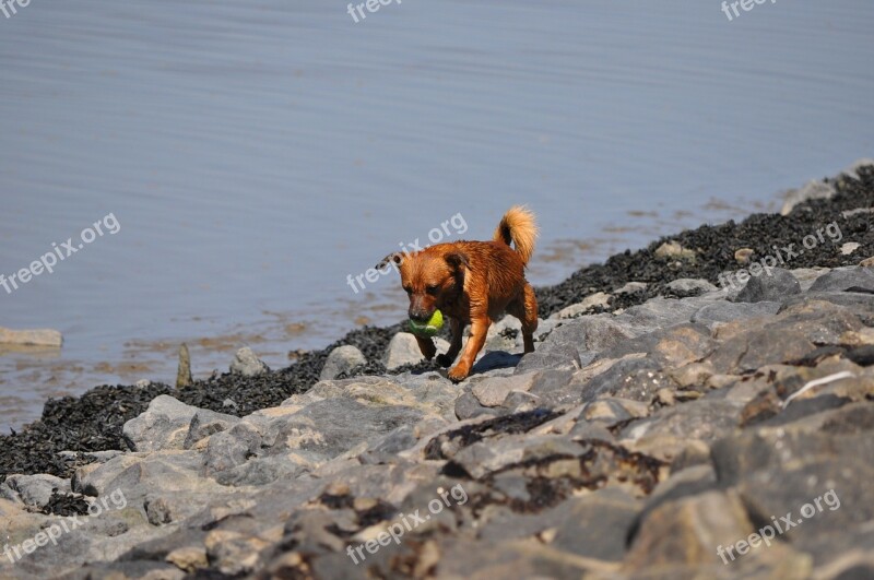 Dog Water Sea Dog Training North Sea