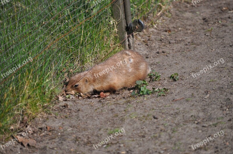 Prairie Dog Black-tailed Prairie Dog Rodent Animal Fence