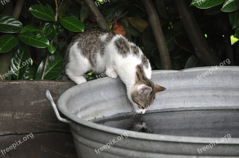 Cat Water Mirroring Drink Kitten