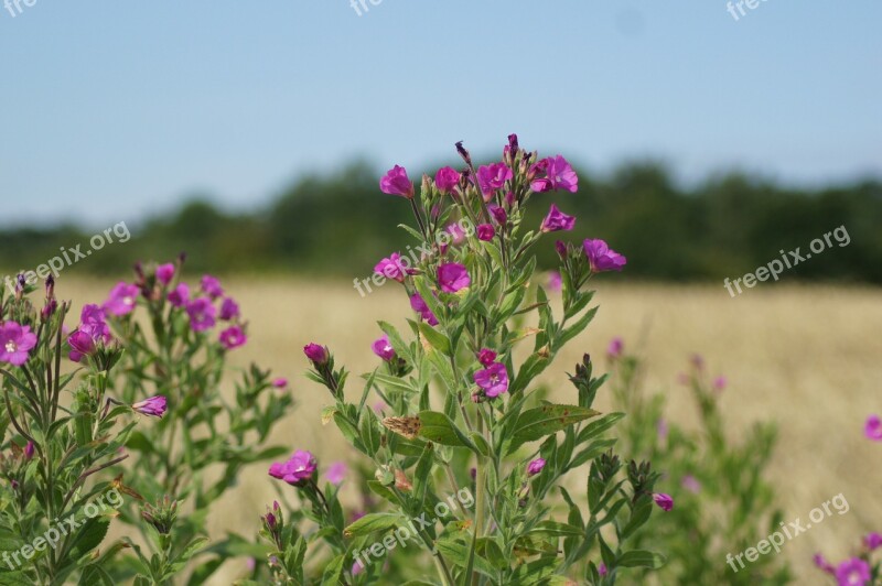 Golden Stone Flower Wetland Natural Nordfyn