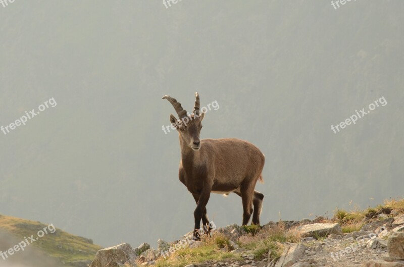 Chamois Brevent Mountain Free Photos