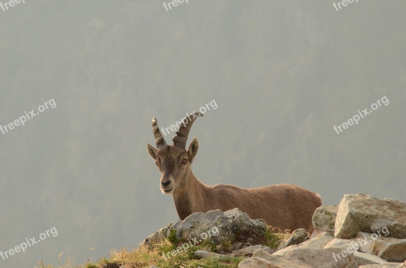 Chamois Brevent Mountain Free Photos