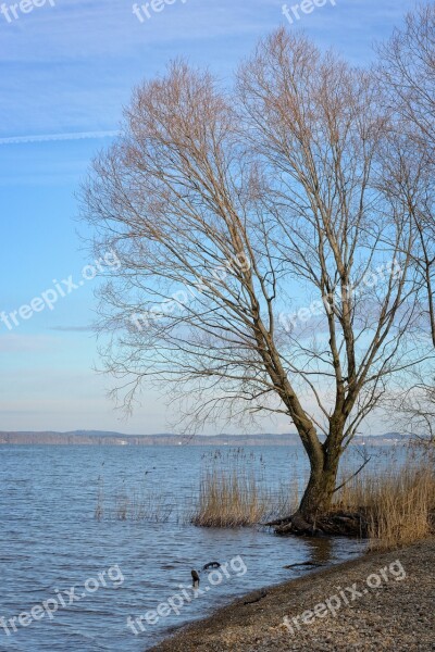 Tree Individually Winter Kahl Branch