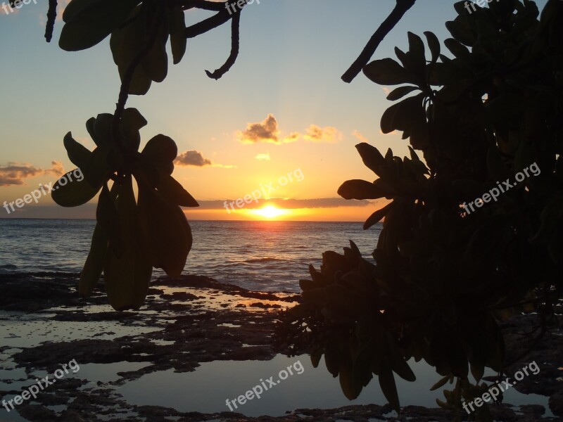 Hawaii Sunset Beach Water Tree