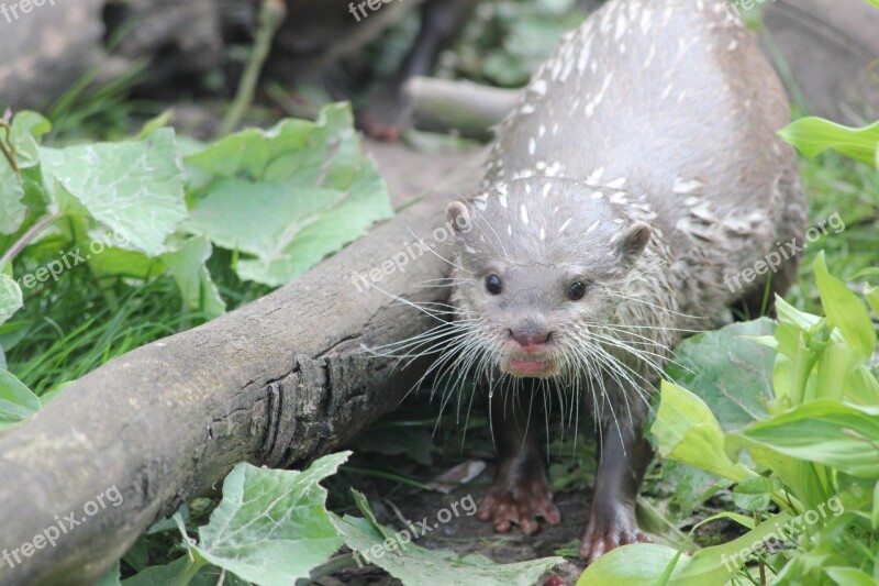 Otter Mammal Animal Nature Water