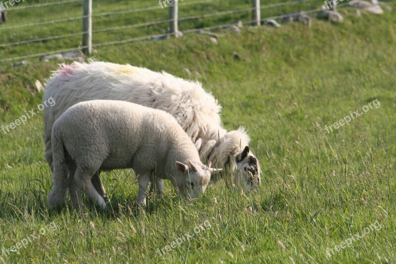 Sheep Lamb Farm Agriculture Wool