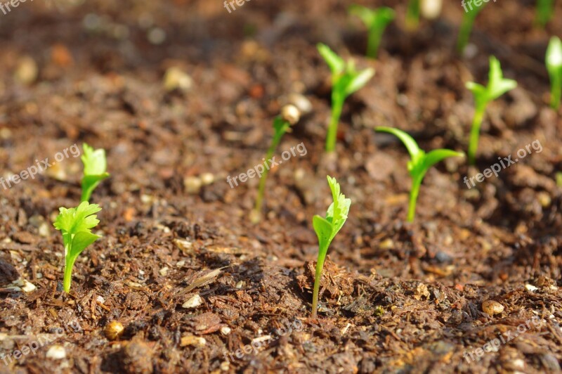 Plants Coriander Food Cilantro Spice