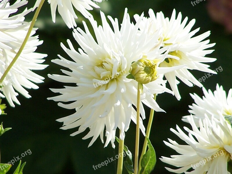 Dahlia Flowers Plant Summer Horticulture