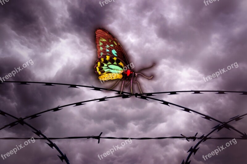 Butterfly Barbed Wire Sky Clouds Freedom