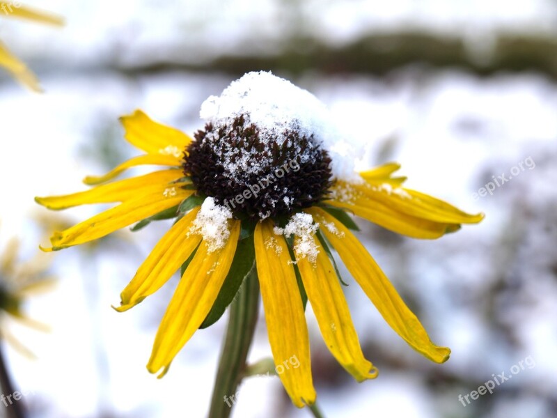 Coneflower Echinacea Flower Winter Snow