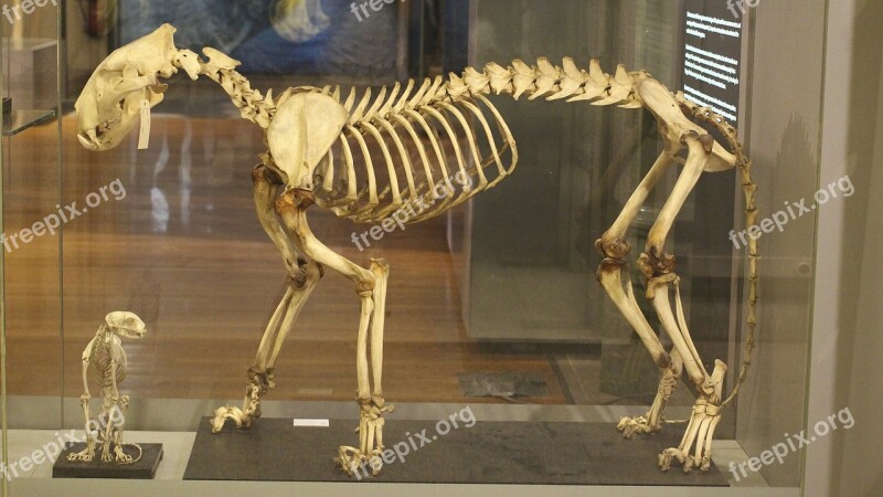 Tiger Feline Skeleton Animals Free Photos