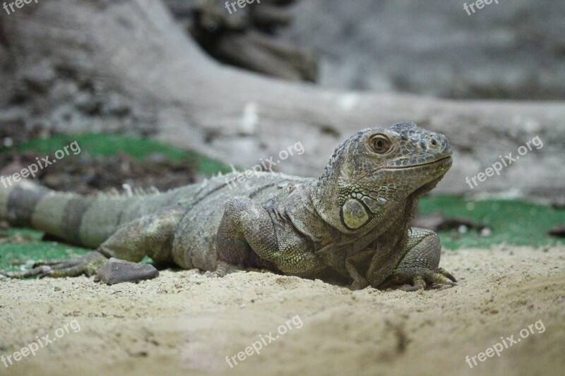 Iguana Rest Zoo Free Photos