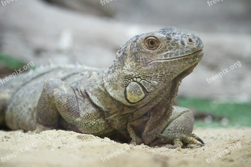 Iguana Rest Zoo Free Photos