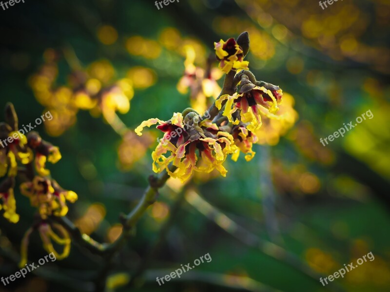 Blossom Bloom Witch Hazel Bloom Spring