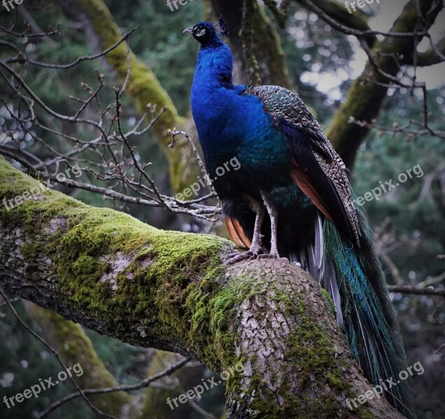 Peacock Bird Tree Nature Victoria Bc