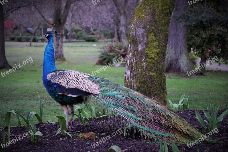 Peacock Bird Beacon Hill Park Victoria Bc Free Photos