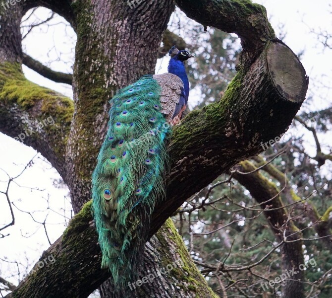 Peacock Bird Nature Tree Free Photos