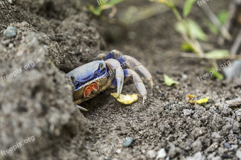 Crab Animal Sea Blue Chip