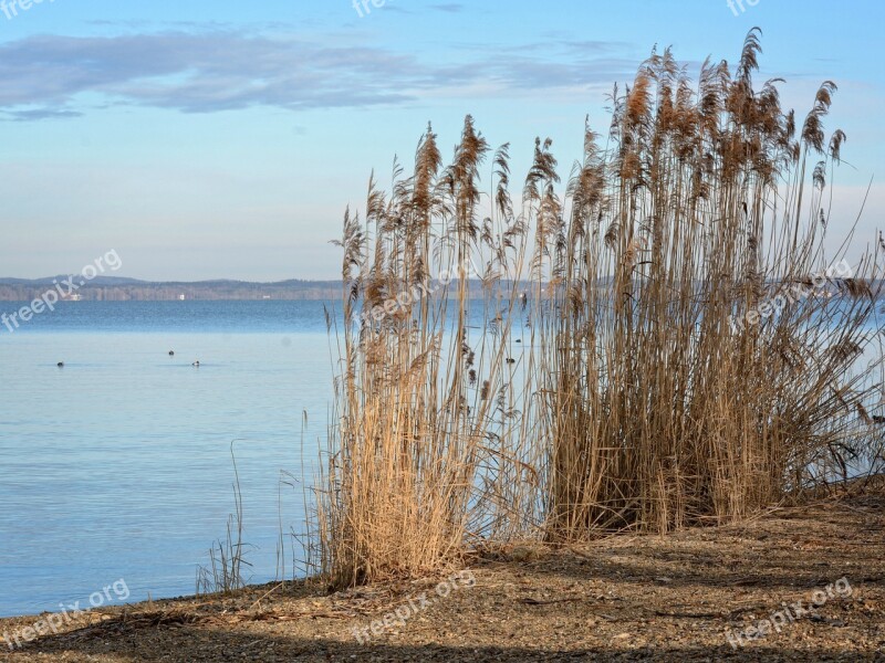 Reed Bank Lake Chiemsee Nature