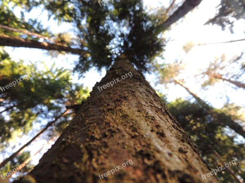 Tree Bark Nature Wood Strain