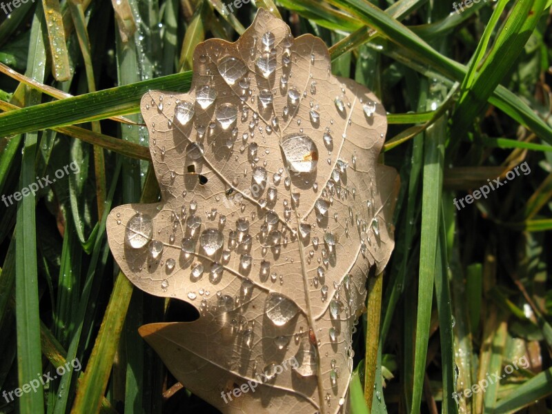 Leaf Autumn Dew Light Effects Free Photos