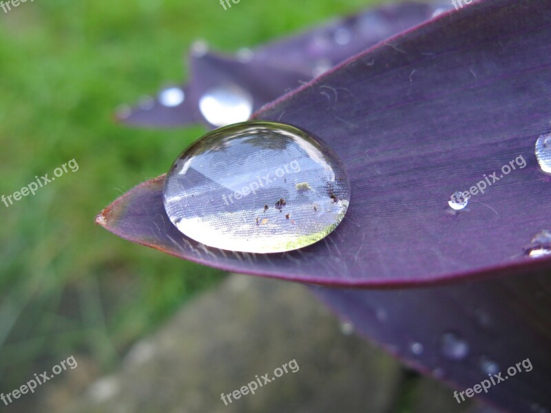 Drop Of Water On Purple Leaf Magnification Free Photos