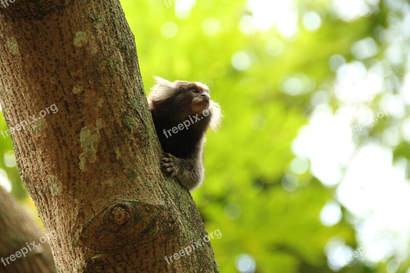 Mico Monkey Rio Marmoset Nature