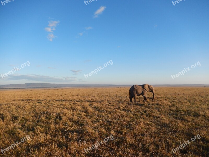 Elephant Wide Sky Africa Wild Live Savanah