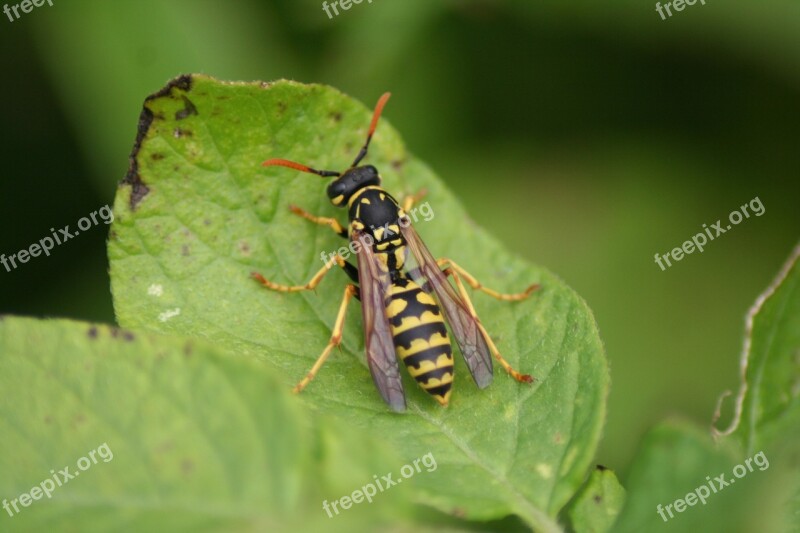 Wasp Nature Insect Close Up Wildlife