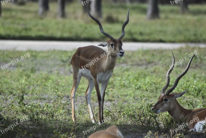 Deer Zoo Animal Nature Wild