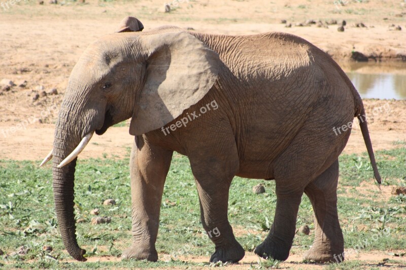 Elephant Africa Safari African Bush Elephant Pachyderm